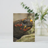 Roodgekleurde schildpad feestdagenkaart (Staand voorkant)