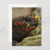 Roodgekleurde schildpad feestdagenkaart (Voorkant / Achterkant)