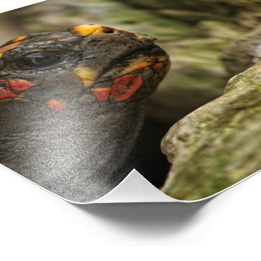 Roodgekleurde schildpad foto afdruk (Hoek)