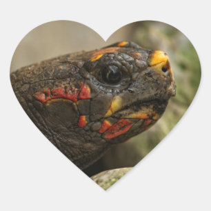 Roodgekleurde schildpad hart sticker