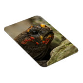 Roodgekleurde schildpad magneet (Rechterzijde)