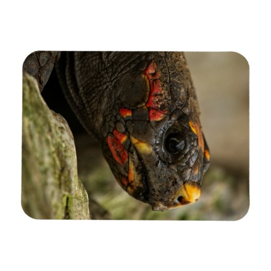 Roodgekleurde schildpad magneet (Horizontaal)