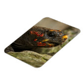 Roodgekleurde schildpad magneet (Linkerzijde)