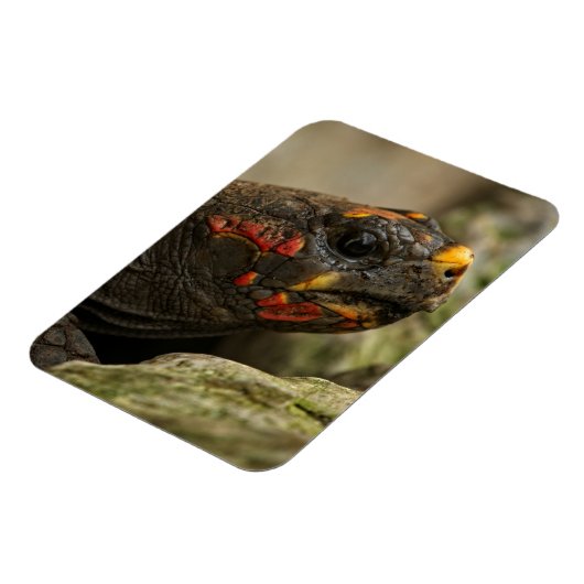 Roodgekleurde schildpad magneet (Linkerzijde)