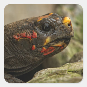 Roodgekleurde schildpad vierkante sticker