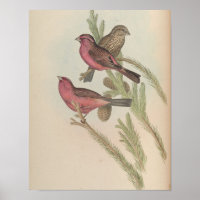 Roodgemarmerde Gors door John Gould Print
