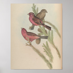 Roodgemarmerde Gors door John Gould Print