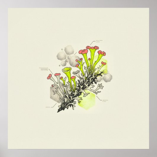 Roodgepunte Bekermos Botanische Studie Poster (Voorkant)