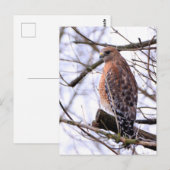 Roodgeschouderde havik ansichtkaart briefkaart (Voorkant / Achterkant)