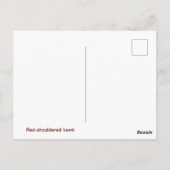 Roodgeschouderde havik ansichtkaart briefkaart (Achterkant)