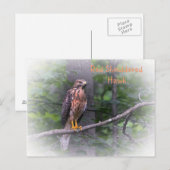 Roodgeschouderde havik briefkaart (Voorkant / Achterkant)