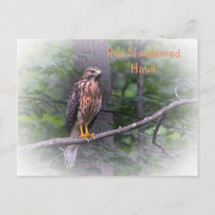 Roodgeschouderde havik briefkaart