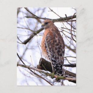 Roodgeschouderde havik briefkaart