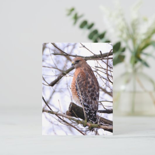 Roodgeschouderde havik briefkaart (Staand voorkant)