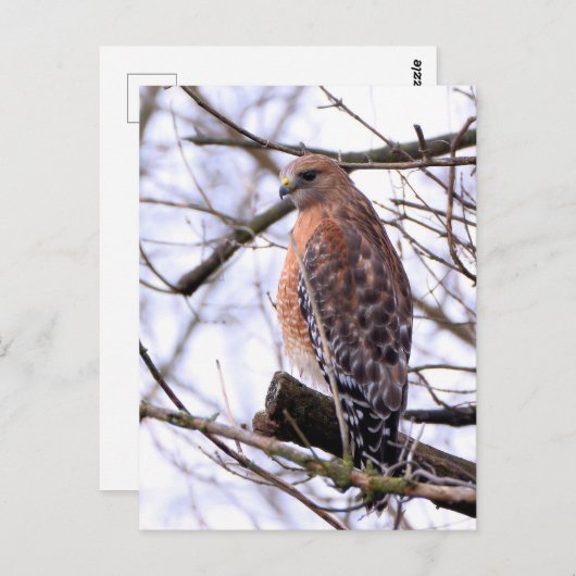 Roodgeschouderde havik briefkaart (Voorkant / Achterkant)