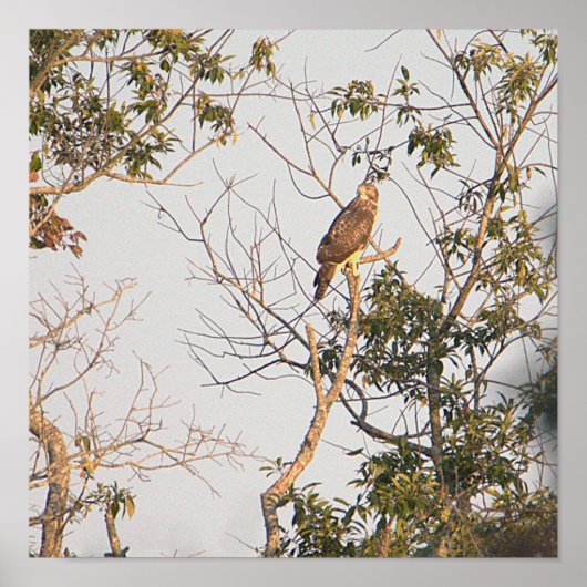 Roodgeschouderde Hawk Photo Poster (Voorkant)