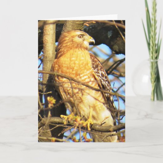 Roodgeschouderde Hawk-Wenskaart Kaart (Voorkant)