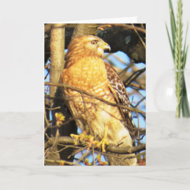 Roodgeschouderde Hawk-Wenskaart Kaart