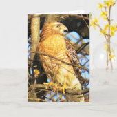 Roodgeschouderde Hawk-Wenskaart Kaart (Gele Bloem)