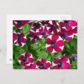 Roodgestreepte eenhoevigen briefkaart (Voorkant / Achterkant)