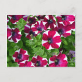 Roodgestreepte eenhoevigen briefkaart (Voorkant)