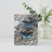 Roodgevlekt Paarse Briefkaart (Staand voorkant)