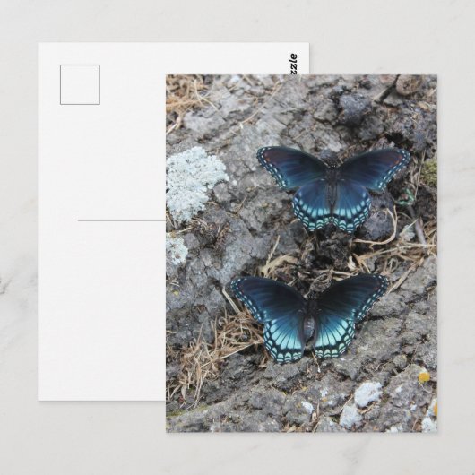 Roodgevlekt Paarse Briefkaart (Voorkant / Achterkant)