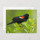 Roodgevleugelde merel (Agelaius Phoeniceus) Briefkaart (Voorkant / Achterkant)