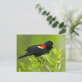 Roodgevleugelde merel (Agelaius Phoeniceus) Briefkaart (Staand voorkant)