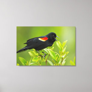 Roodgevleugelde merel (Agelaius Phoeniceus) Canvas Afdruk