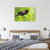 Roodgevleugelde merel (Agelaius Phoeniceus) Canvas Afdruk (Insitu (Slaapkamer))