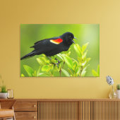 Roodgevleugelde merel (Agelaius Phoeniceus) Canvas Afdruk (Insitu (Woonkamer))