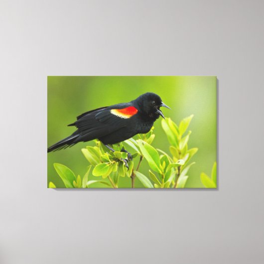 Roodgevleugelde merel (Agelaius Phoeniceus) Canvas Afdruk (Voorkant)