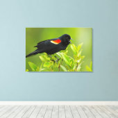 Roodgevleugelde merel (Agelaius Phoeniceus) Canvas Afdruk (Insitu (Houten vloer))