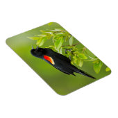 Roodgevleugelde merel (Agelaius Phoeniceus) Magneet (Rechterzijde)