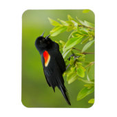 Roodgevleugelde merel (Agelaius Phoeniceus) Magneet (Verticaal)