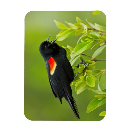 Roodgevleugelde merel (Agelaius Phoeniceus) Magneet (Verticaal)