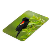 Roodgevleugelde merel (Agelaius Phoeniceus) Magneet (Linkerzijde)