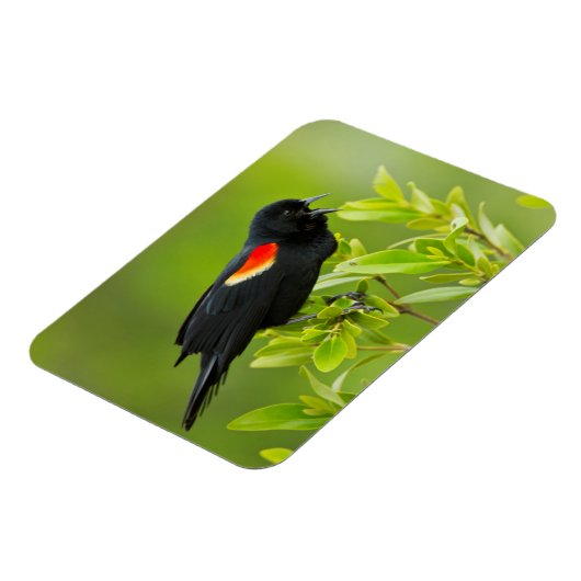 Roodgevleugelde merel (Agelaius Phoeniceus) Magneet (Linkerzijde)