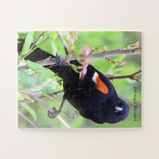 roodgevleugelde merel legpuzzel (Horizontaal)