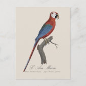 Roodgroene Ara, Ara chloropterus Briefkaart (Voorkant)