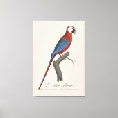 Roodgroene Ara, Ara chloropterus Canvas Afdruk (Voorkant)