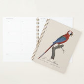 Roodgroene Ara, Ara chloropterus Planner (Display)
