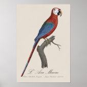Roodgroene Ara, Ara chloropterus Poster (Voorkant)