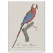 Roodgroene Ara, Ara chloropterus Sticker (Voorkant)