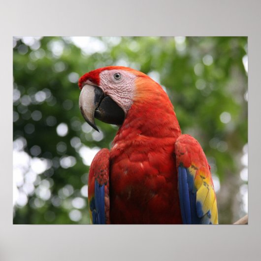 roodgroene ara copan poster (Voorkant)