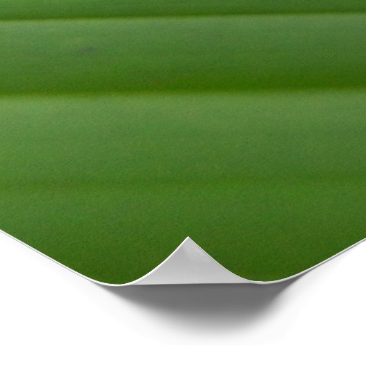 Roodgroene boomkikker poster (Hoek)