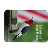 Roodharige specht 2 magneet (Horizontaal)