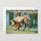 Roodherten zogende jongen briefkaart (Voorkant / Achterkant)