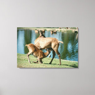 Roodherten zogende nakomelingen canvas afdruk